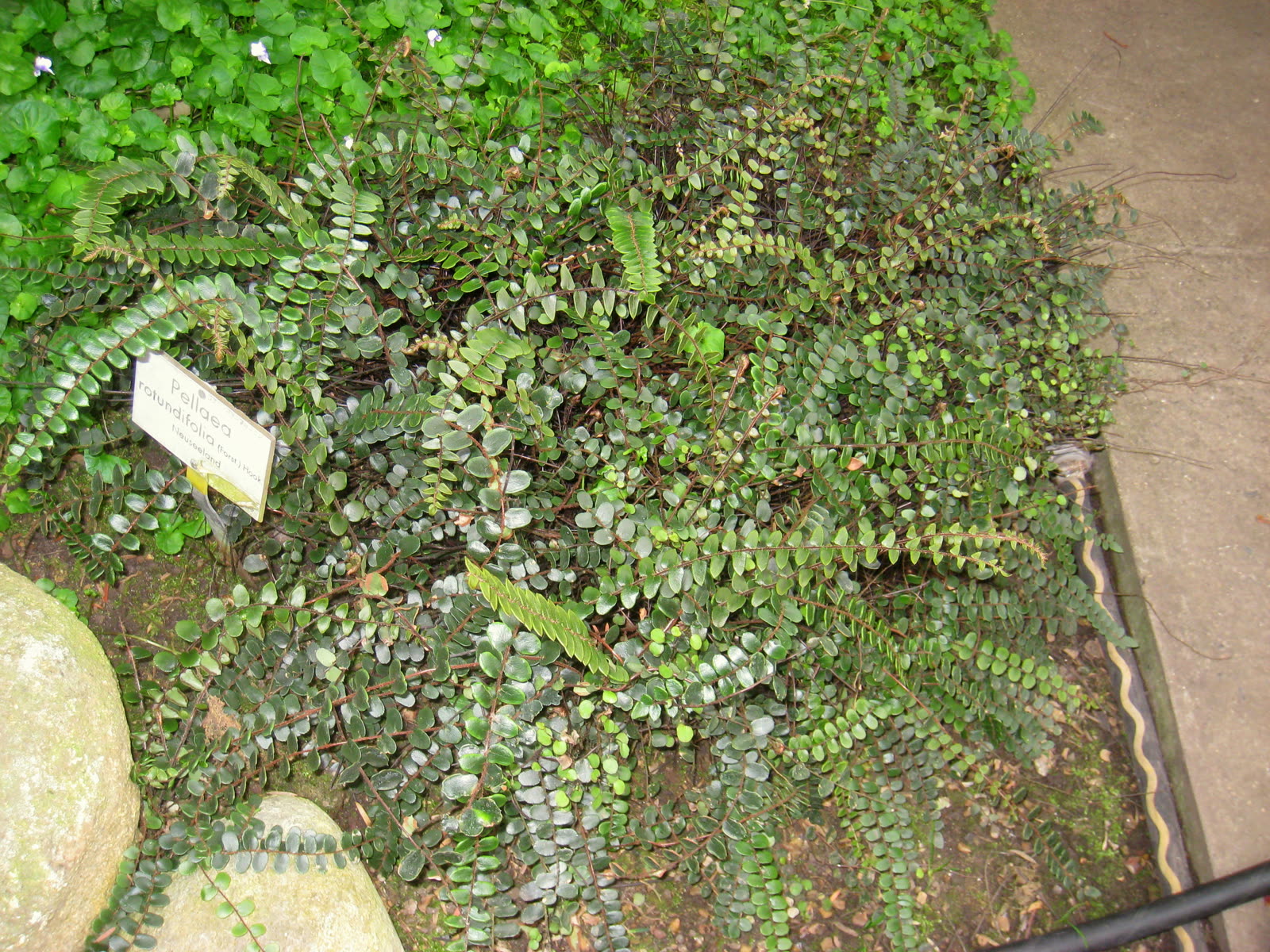 Пеллея круглолистная (Pellaea rotundifolia) — внешний вид растения с округлыми кожистыми листочками