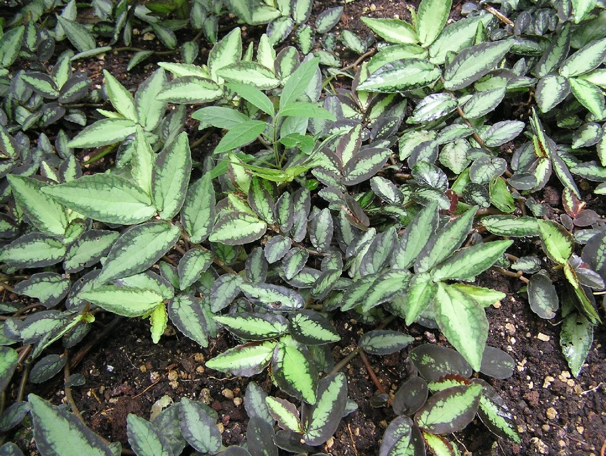 Пеллиония (Pellionia (Elatostema)) — внешний вид растения