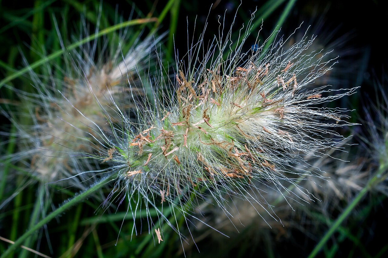 Пеннисетум (Pennisetum) — внешний вид растения