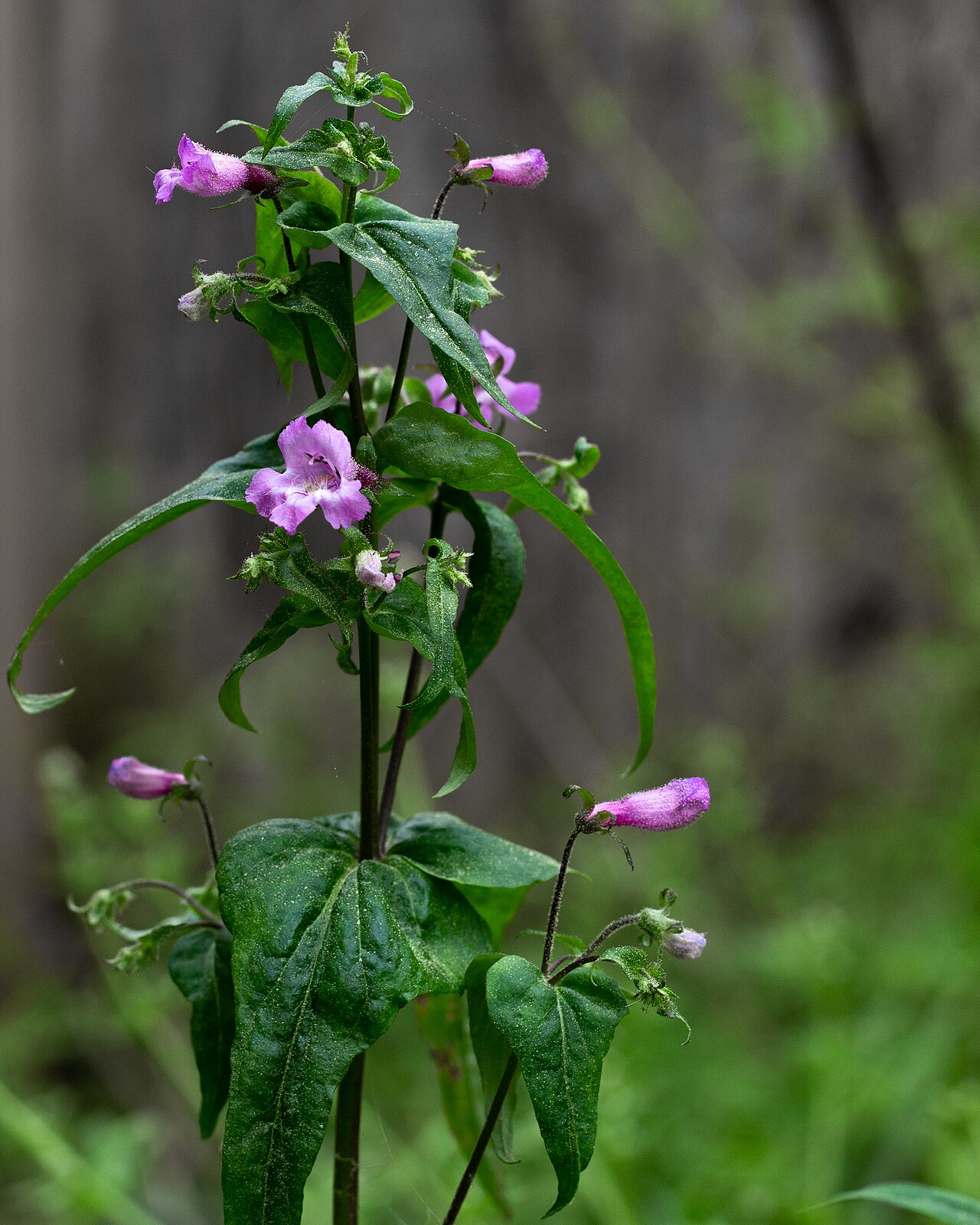 Пенстемон (Penstemon) — внешний вид растения