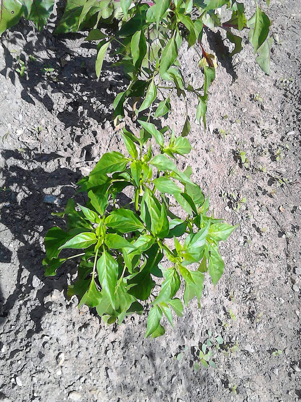 Куст сладкого перца Capsicum annuum в открытом грунте на рыхлой почве, вид сверху