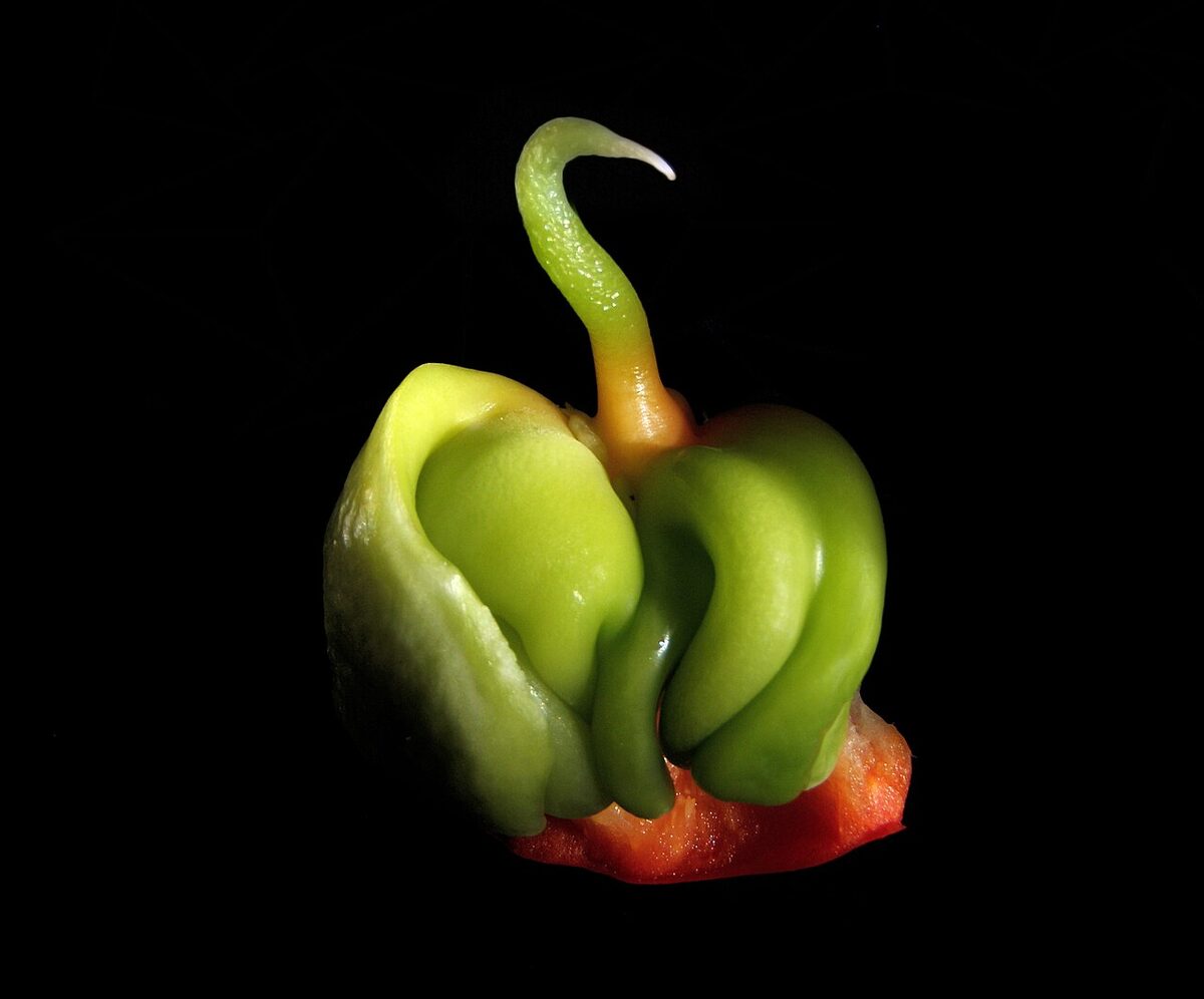 Перец (Capsicum annuum) — внешний вид растения