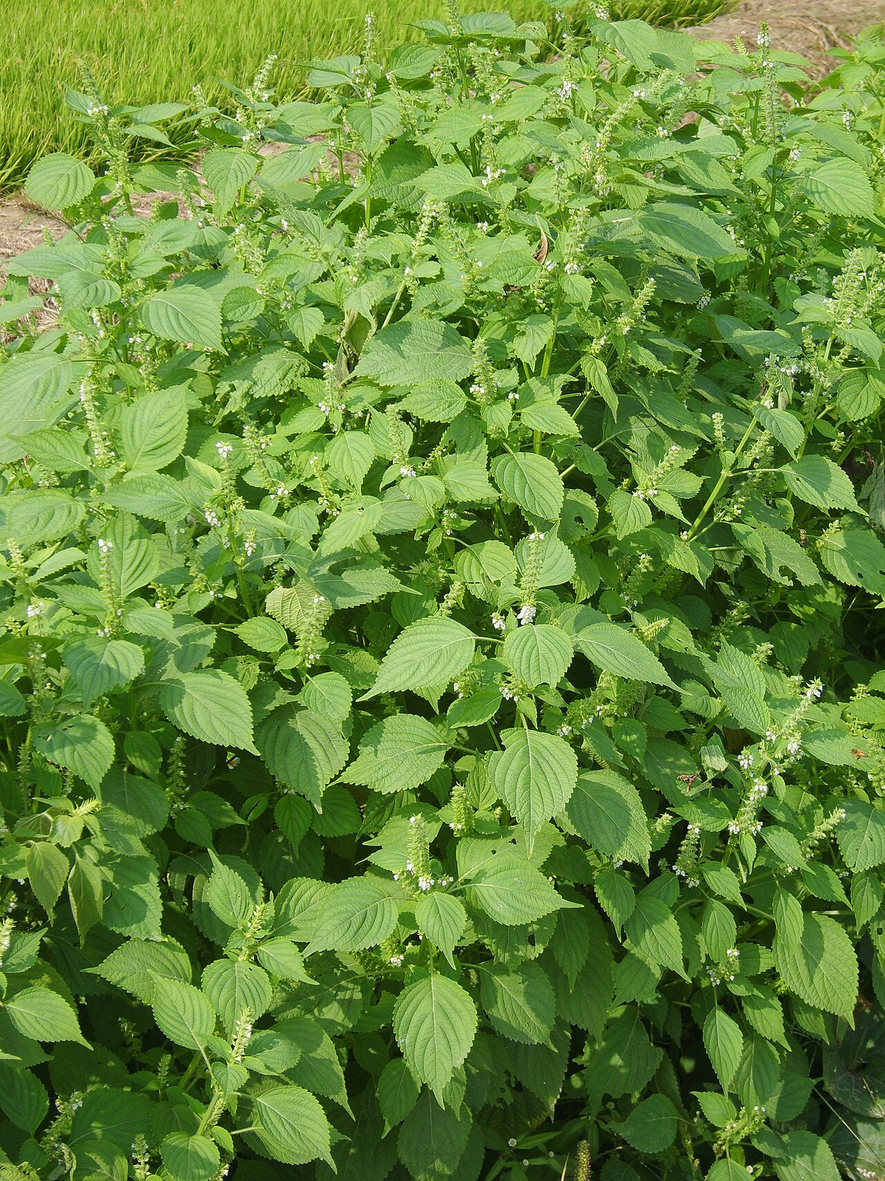 Перилла (Perilla frutescens) — внешний вид растения