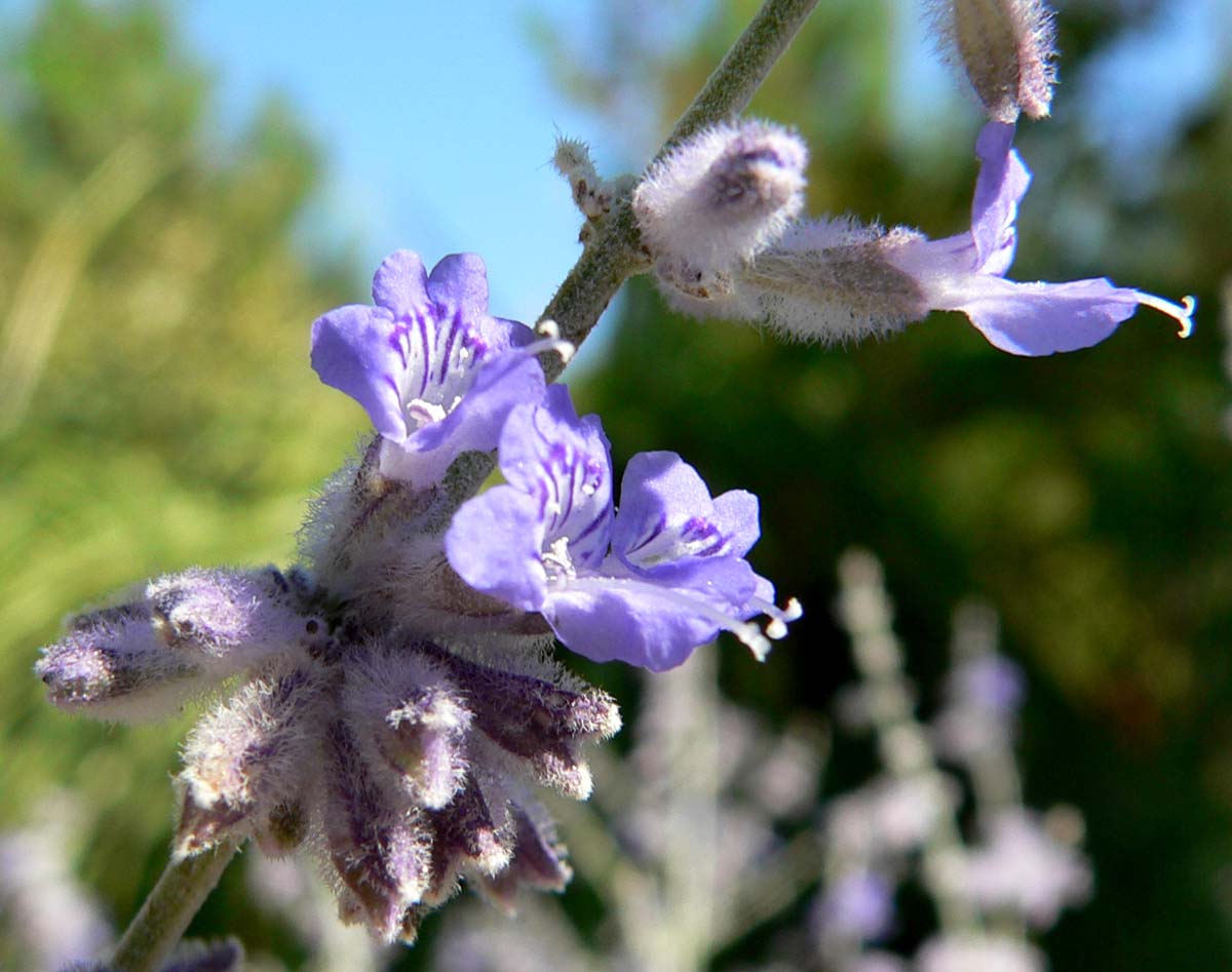 Перовския (Perovskia atriplicifolia) — внешний вид растения