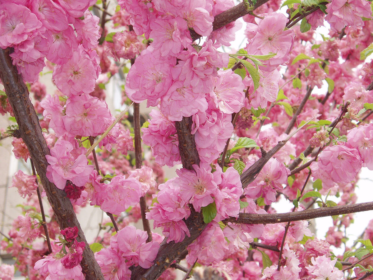 Персик (Prunus persica) — внешний вид растения