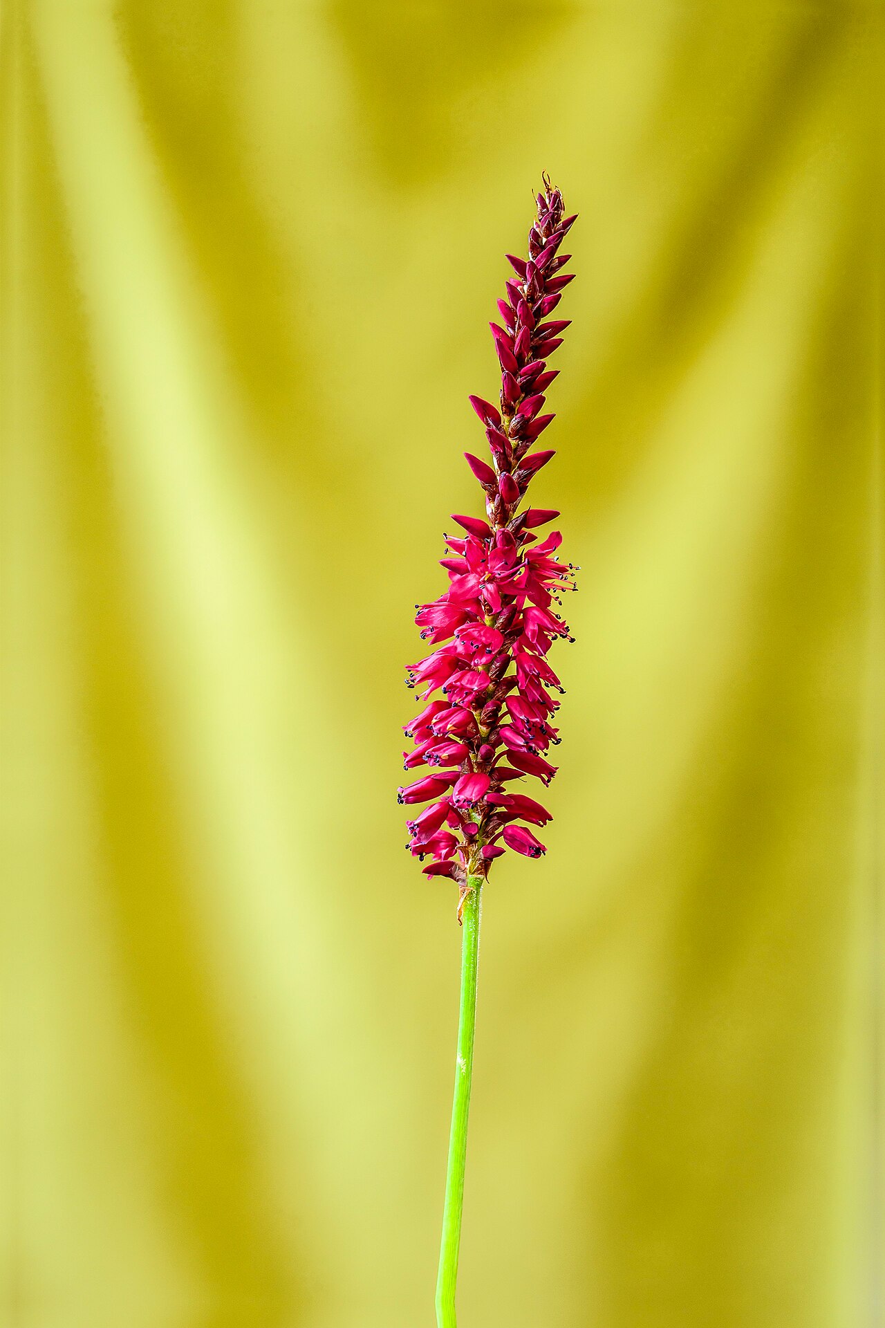 Персикария (Persicaria) — внешний вид растения