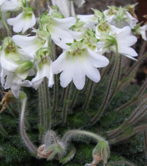 Петрокосмея (Petrocosmea) — внешний вид растения