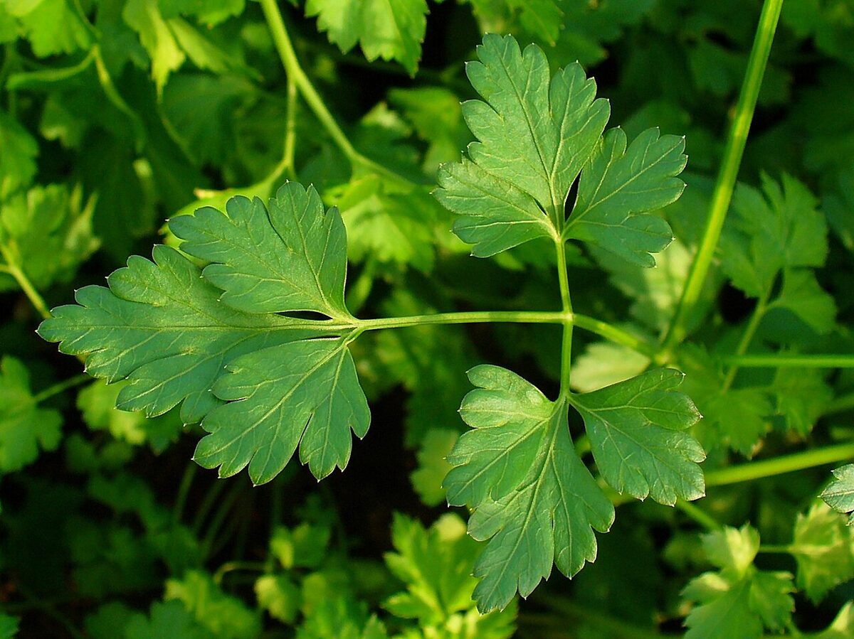 Петрушка (Petroselinum crispum) — внешний вид растения
