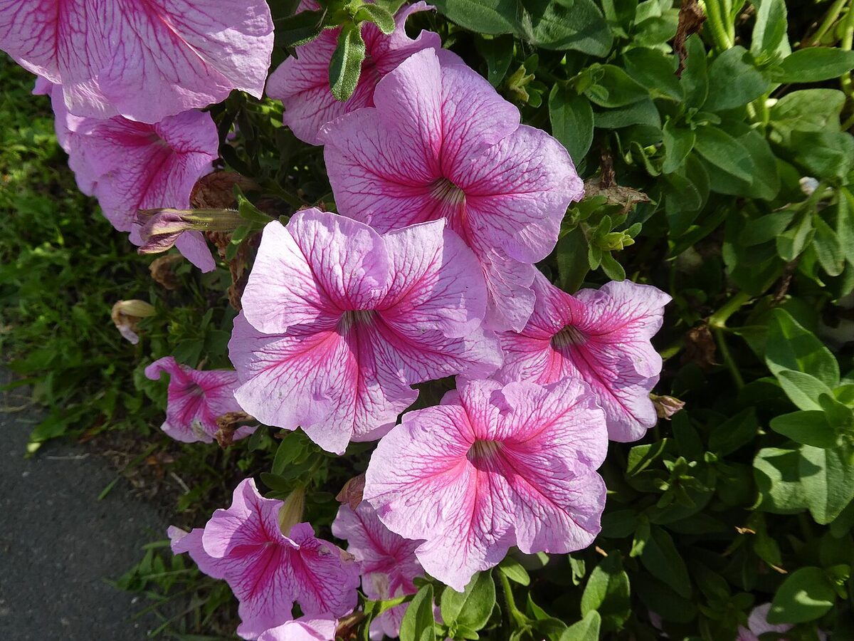 Петуния (Petunia) — внешний вид растения