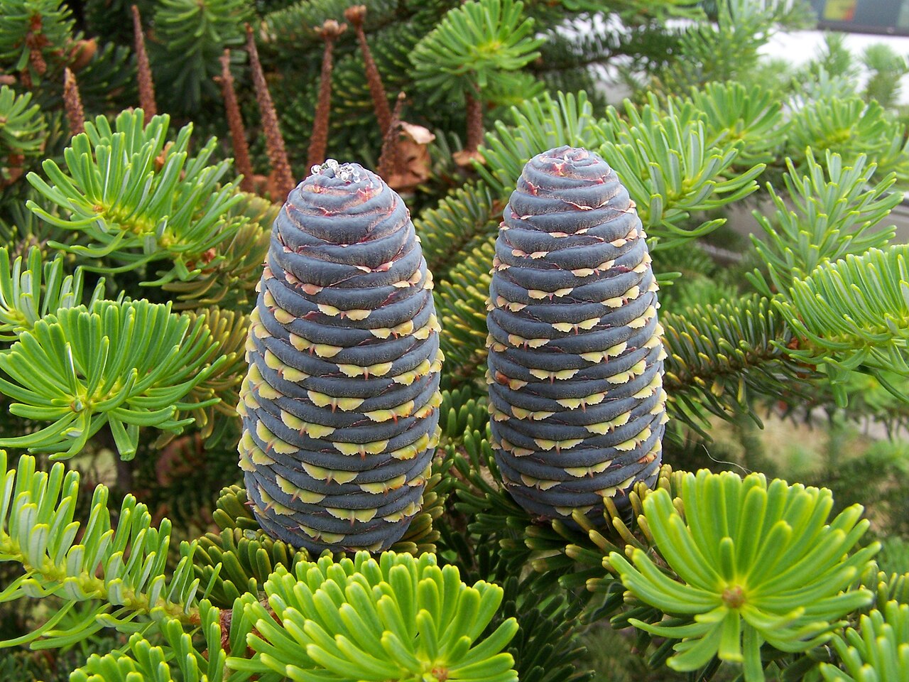 Пихта (Abies) — внешний вид растения