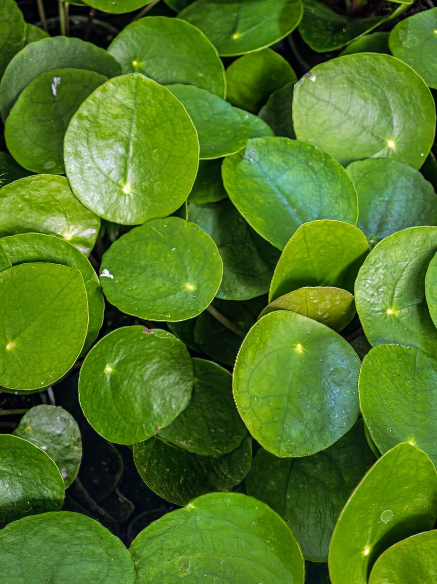 Пилея (Pilea peperomioides) — внешний вид растения