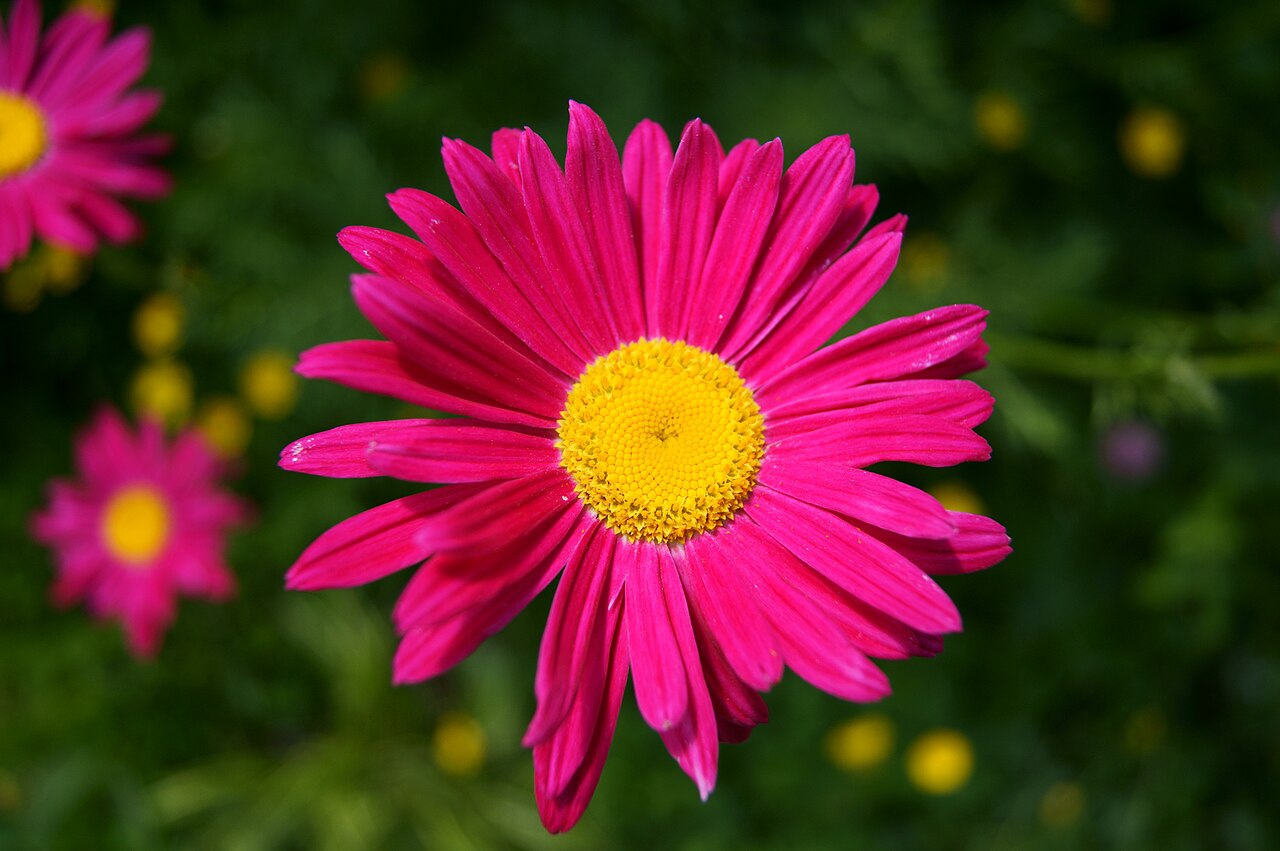Пиретрум (Pyrethrum) — внешний вид растения