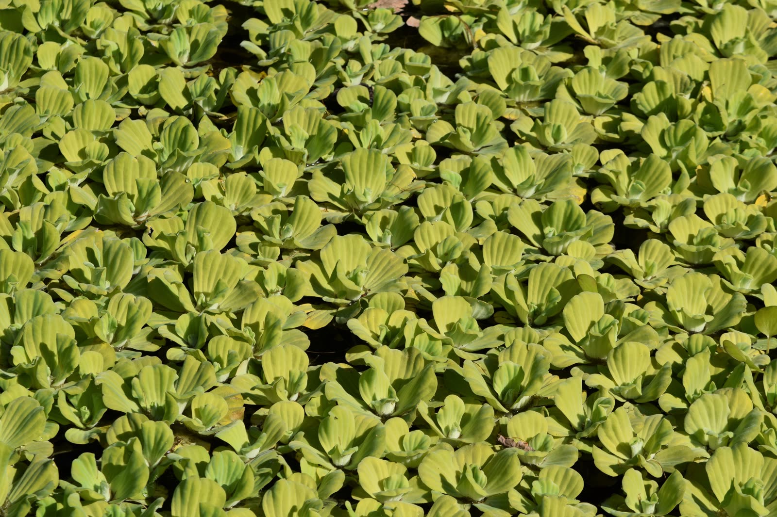 Пистия телорезовидная (Pistia stratiotes) — плавающая розетка с бархатистыми листьями