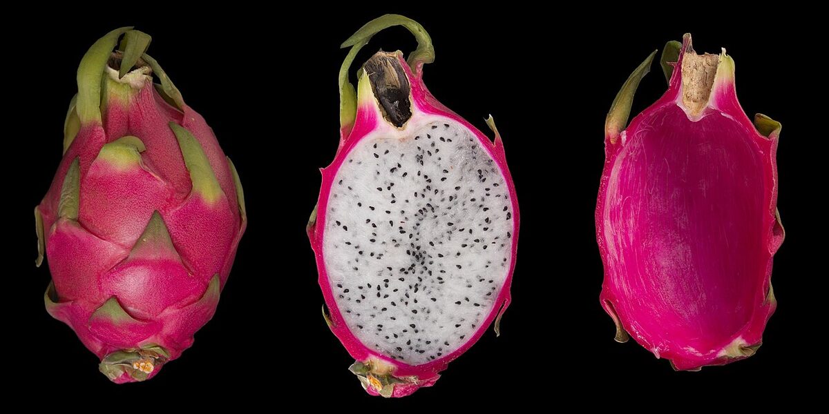 Питахайя (Hylocereus undatus) — внешний вид растения