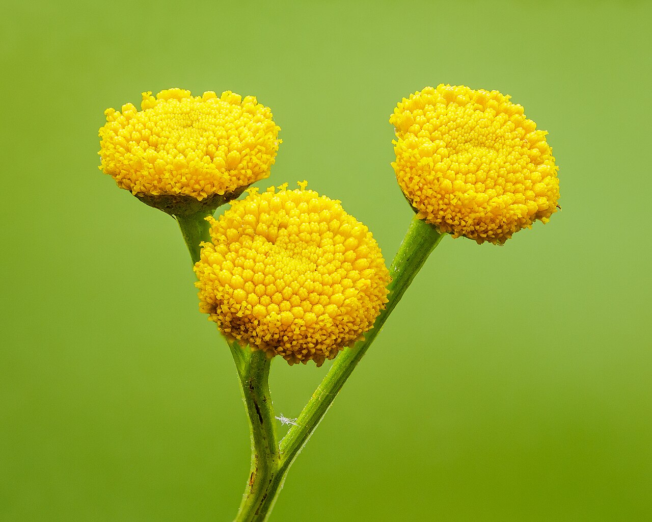 Пижма (Tanacetum vulgare) — внешний вид растения