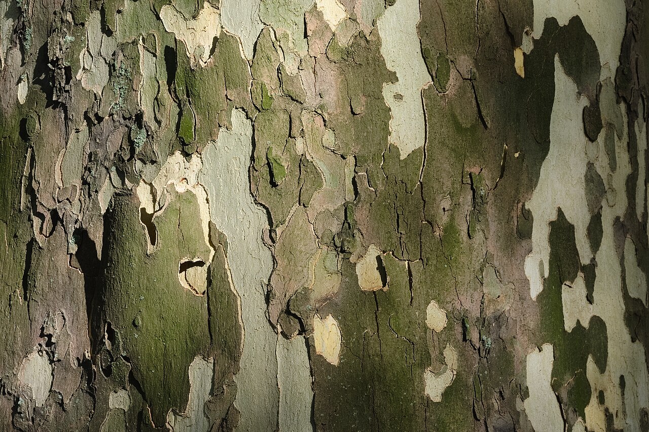 Платан (Platanus) — внешний вид растения