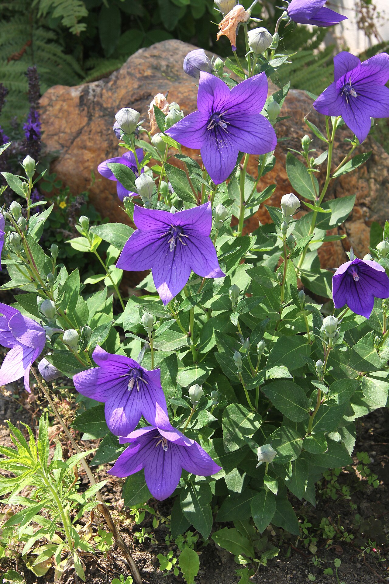 Платикодон (Platycodon grandiflorus) — внешний вид растения