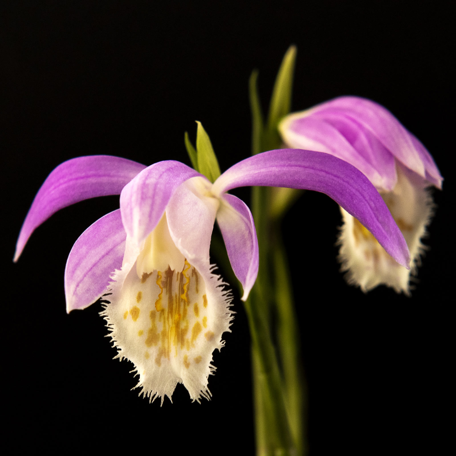 Плейоне красивая (Pleione formosana) — крупный цветок появляется раньше нового листа
