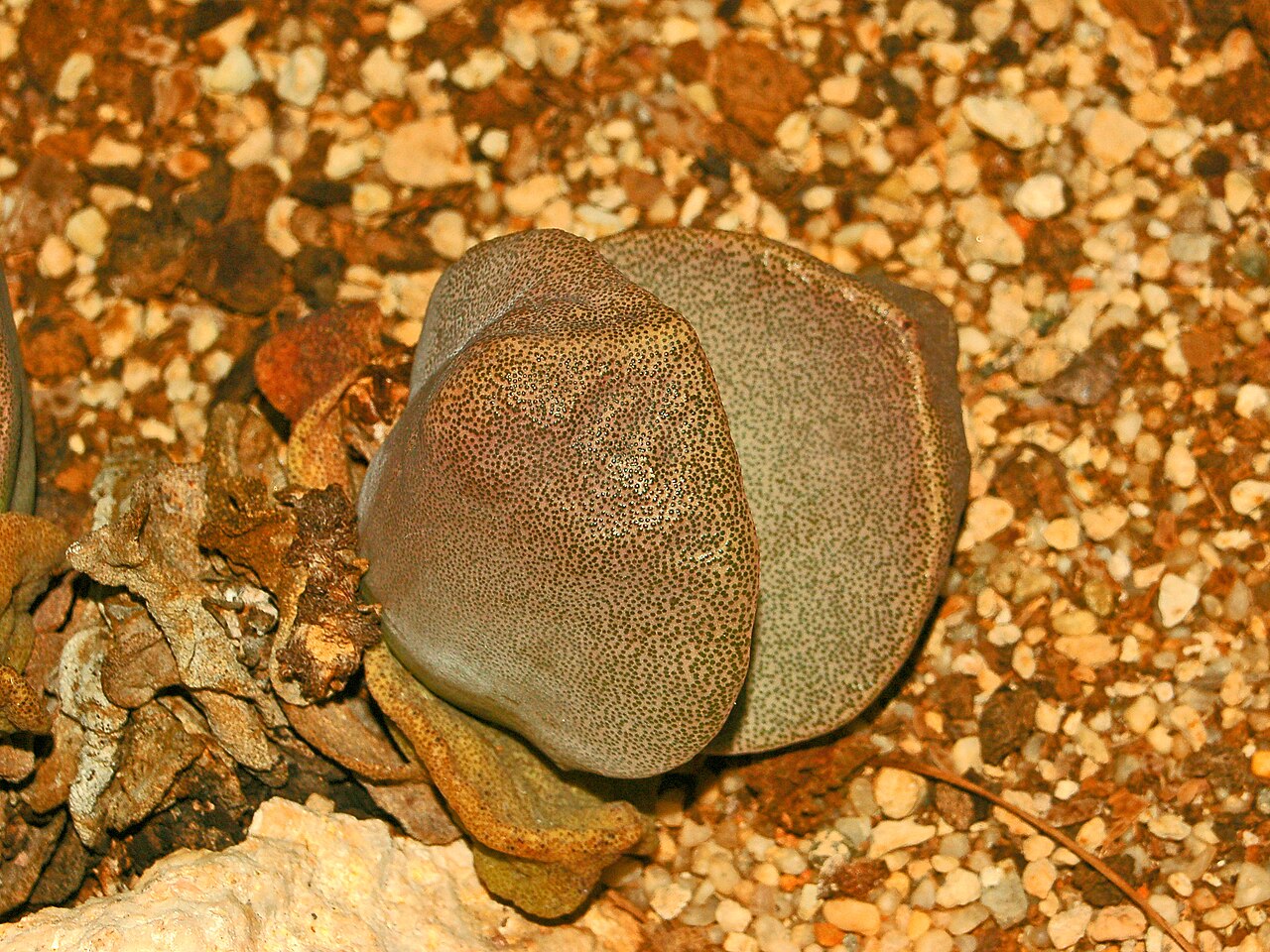 Плейоспилос (Pleiospilos) — внешний вид растения