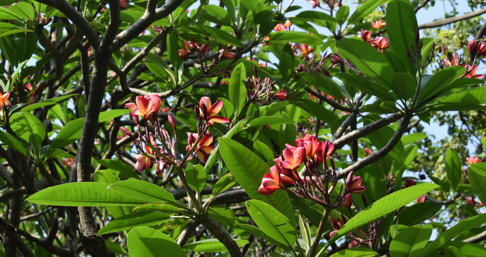 Плюмерия, франжипани (Plumeria rubra) — цветущие ветви крупным планом