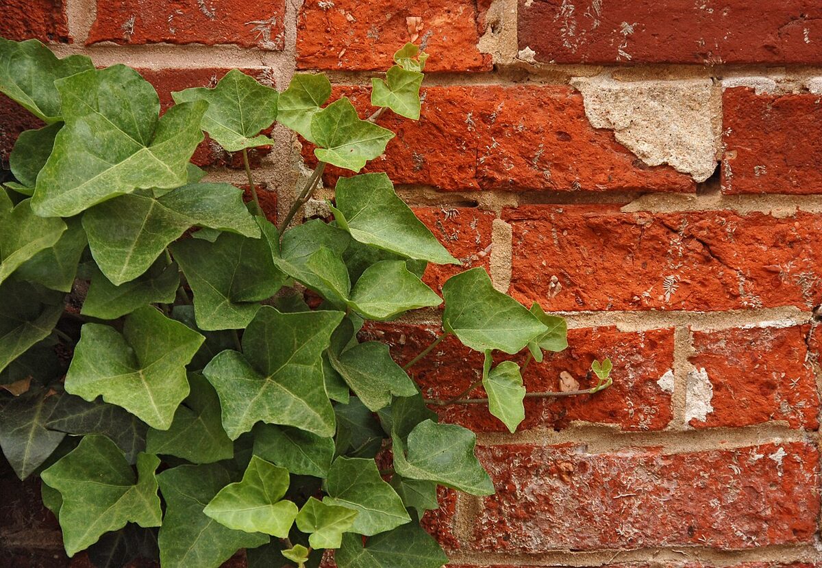 Плющ (хедера) (Hedera helix) — внешний вид растения