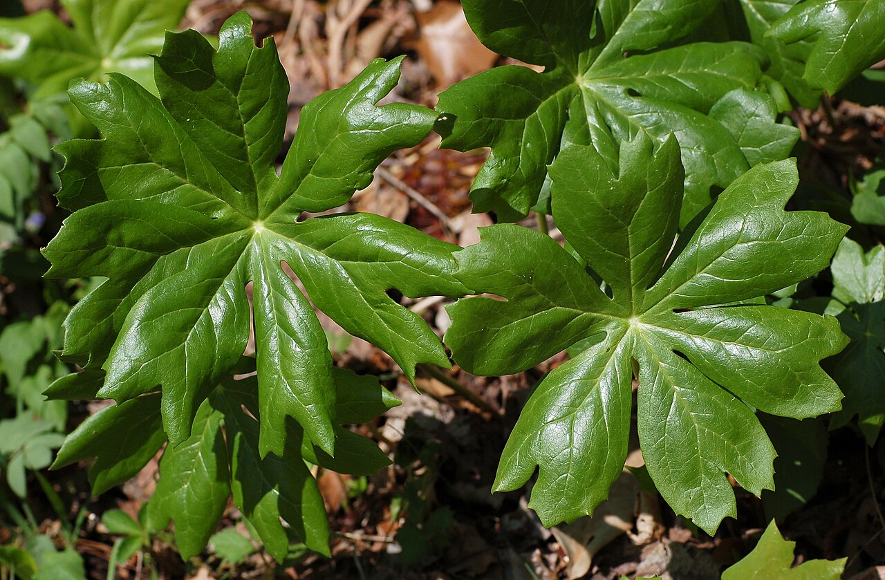 Подофилл (Podophyllum) — внешний вид растения