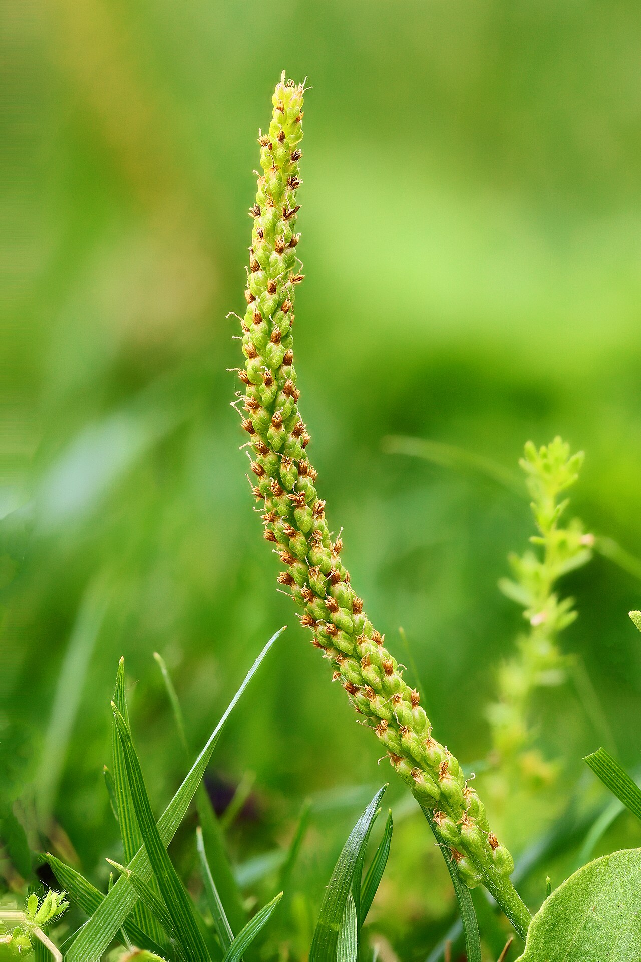 Подорожник большой (Plantago major) — внешний вид растения
