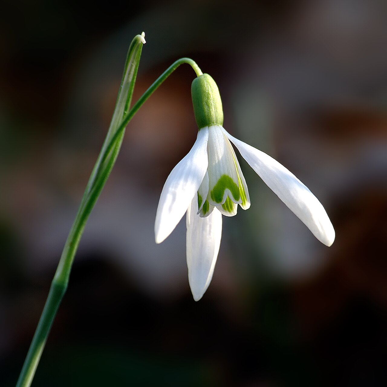 Подснежник (Galanthus nivalis) — внешний вид растения