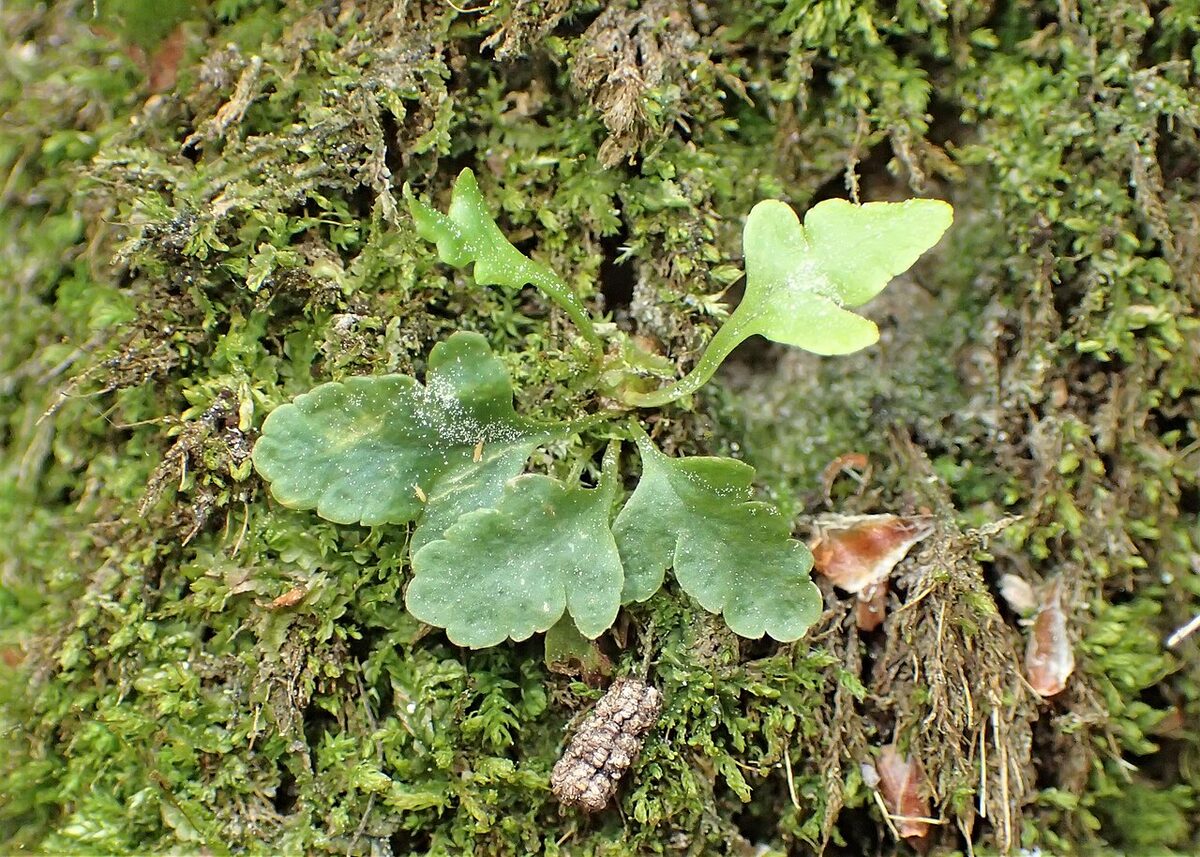 Полиподиум (многоножка) (Polypodium) — внешний вид растения