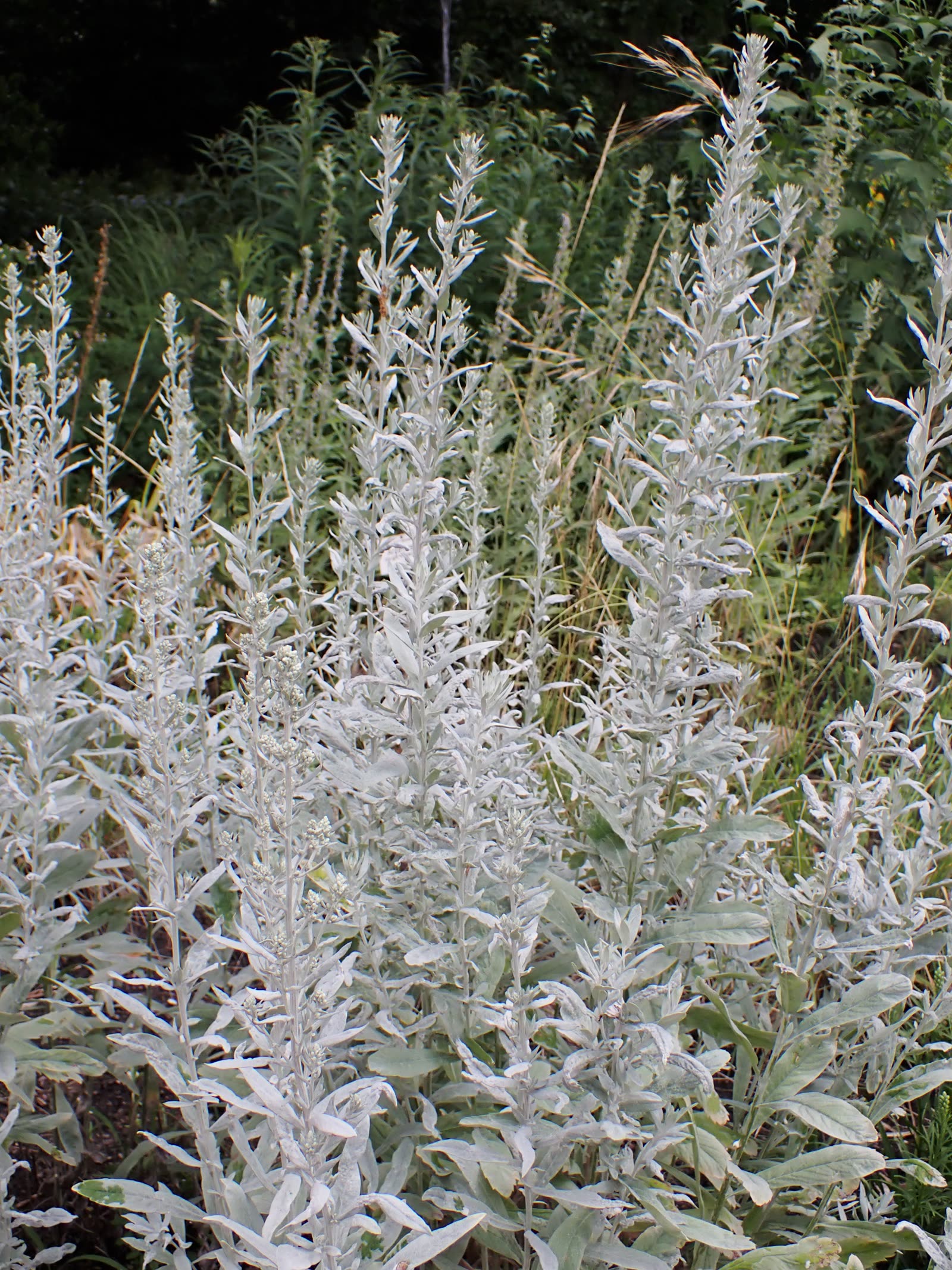 Полынь Людовика, серебристая (Artemisia ludoviciana) — резная войлочно-белая листва