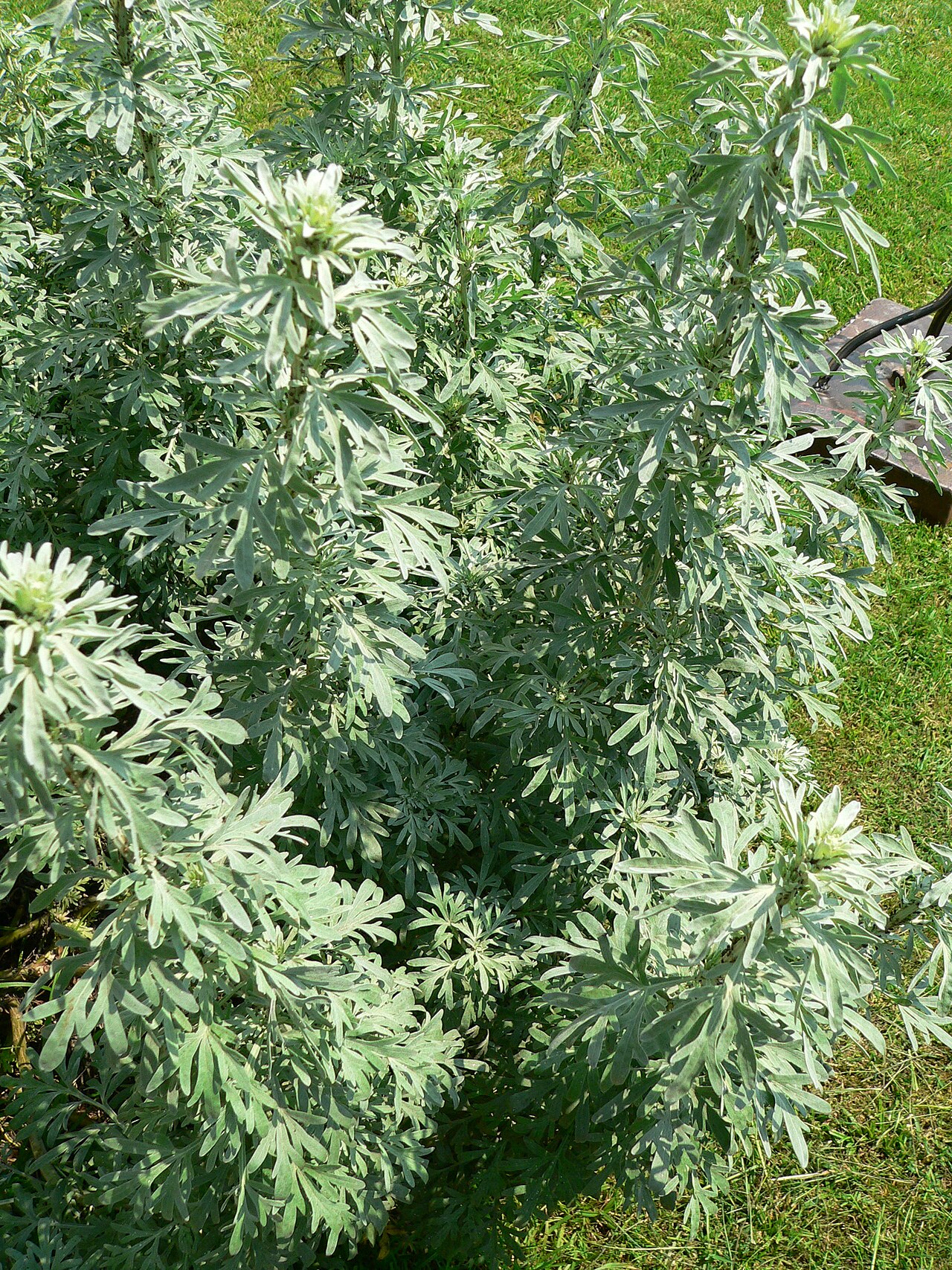 Полынь горькая (Artemisia absinthium) — внешний вид растения