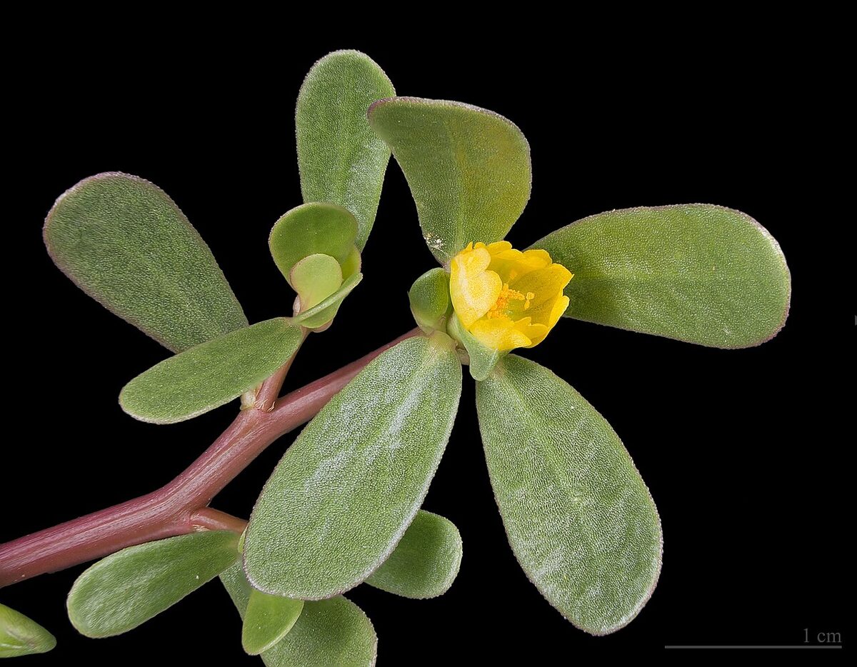 Портулак огородный (Portulaca oleracea) — внешний вид растения