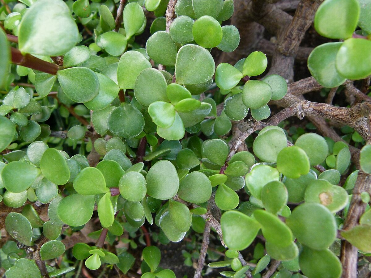 Портулакария (Portulacaria afra) — внешний вид растения