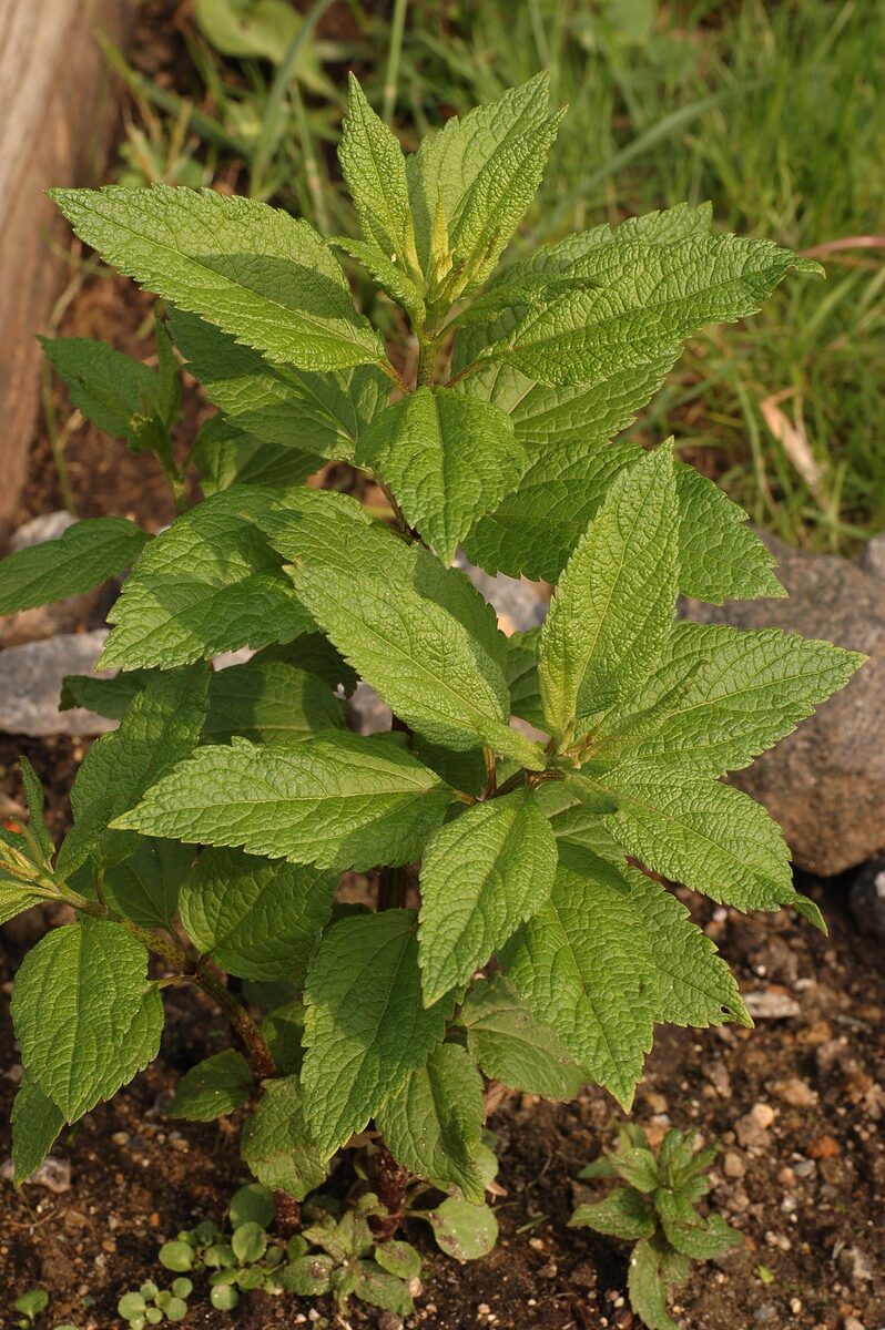 Посконник (Eupatorium) — внешний вид растения