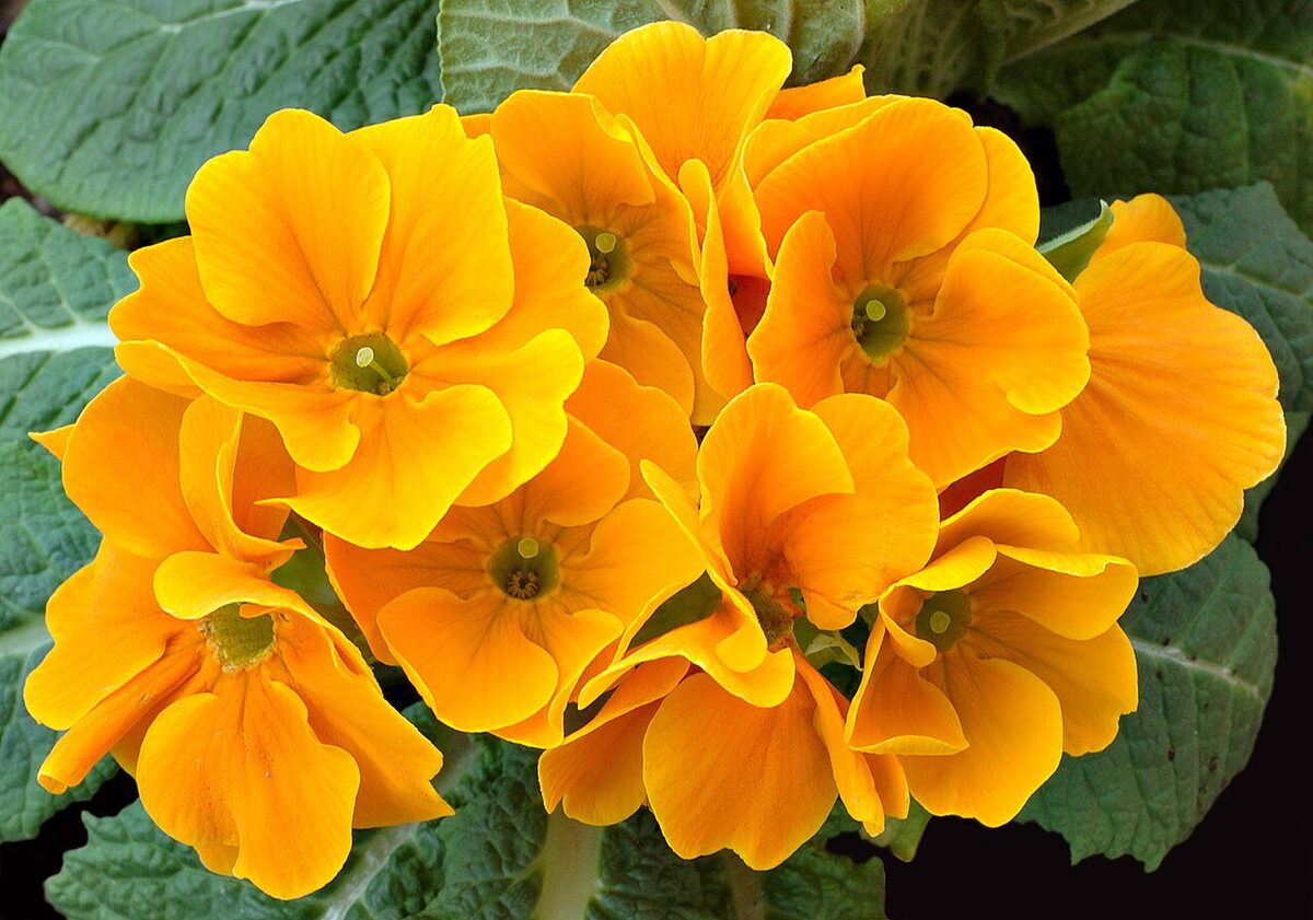 Примула комнатная (Primula) — внешний вид растения