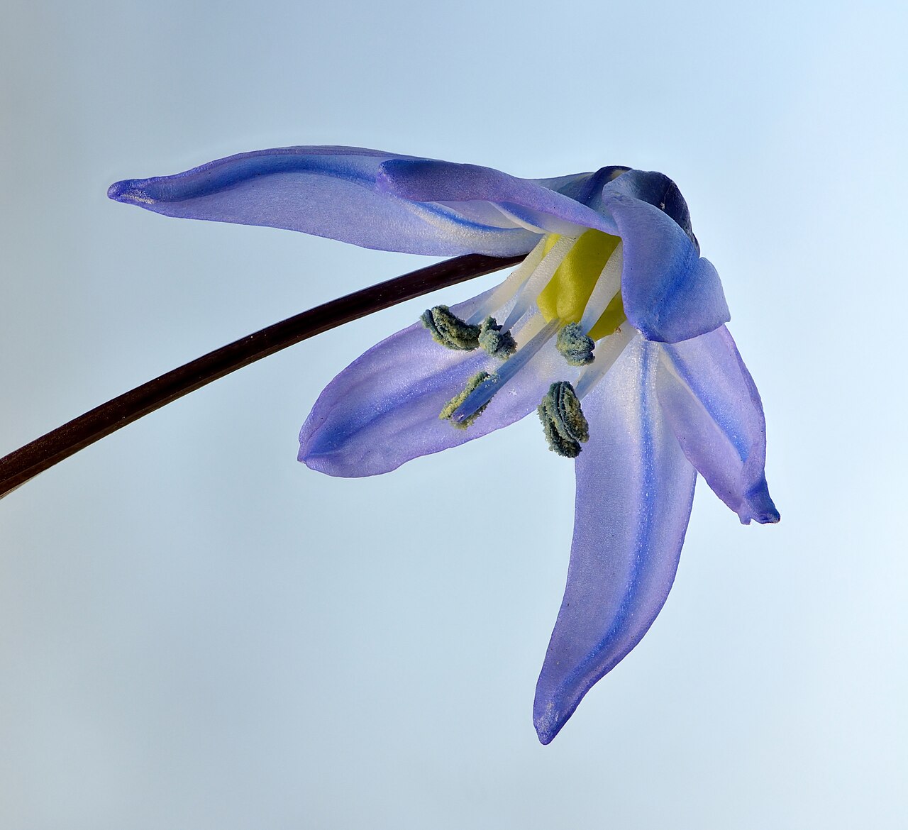 Пролеска (Scilla siberica) — внешний вид растения