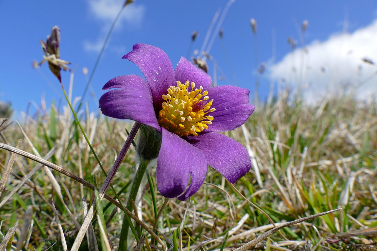 Прострел (Pulsatilla) — внешний вид растения