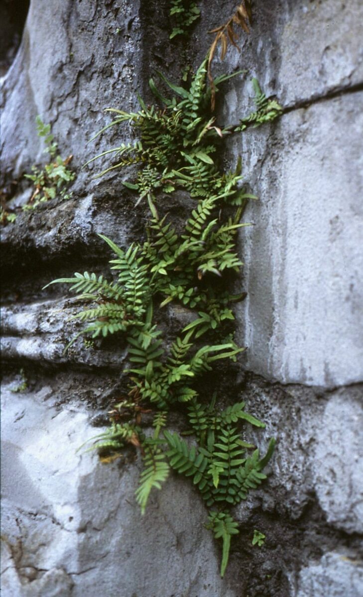 Птерис (Pteris) — внешний вид растения