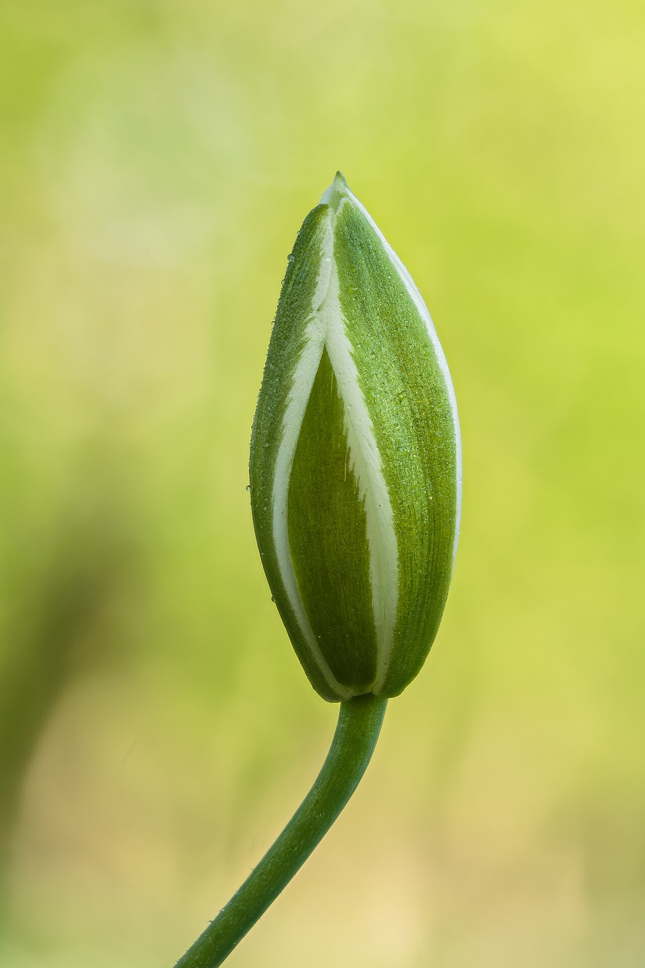 Птицемлечник (Ornithogalum) — внешний вид растения