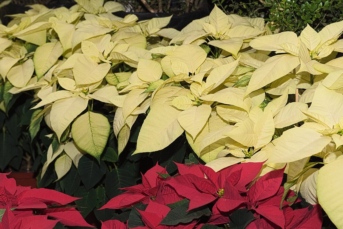 Пуансеттия (рождественская звезда) (Euphorbia pulcherrima) — внешний вид растения