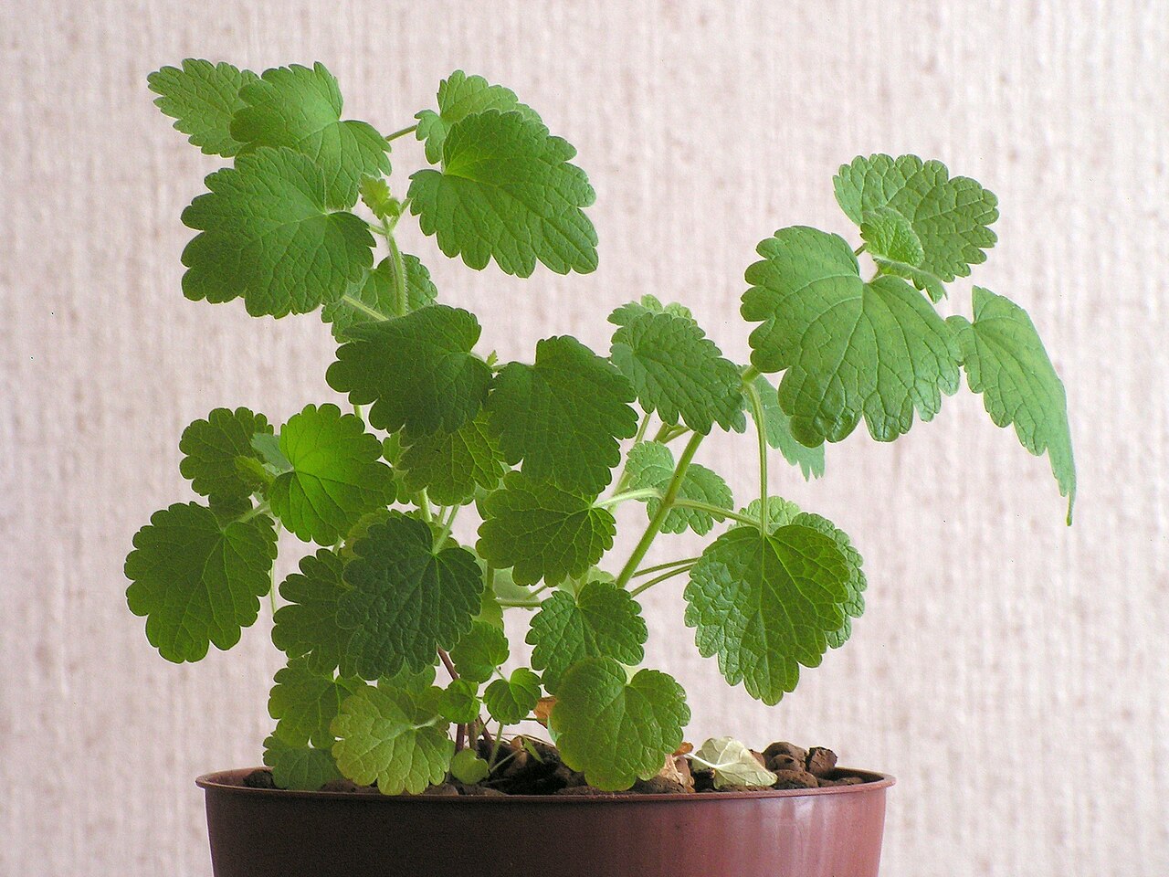 Пустырник (Leonurus cardiaca) — внешний вид растения
