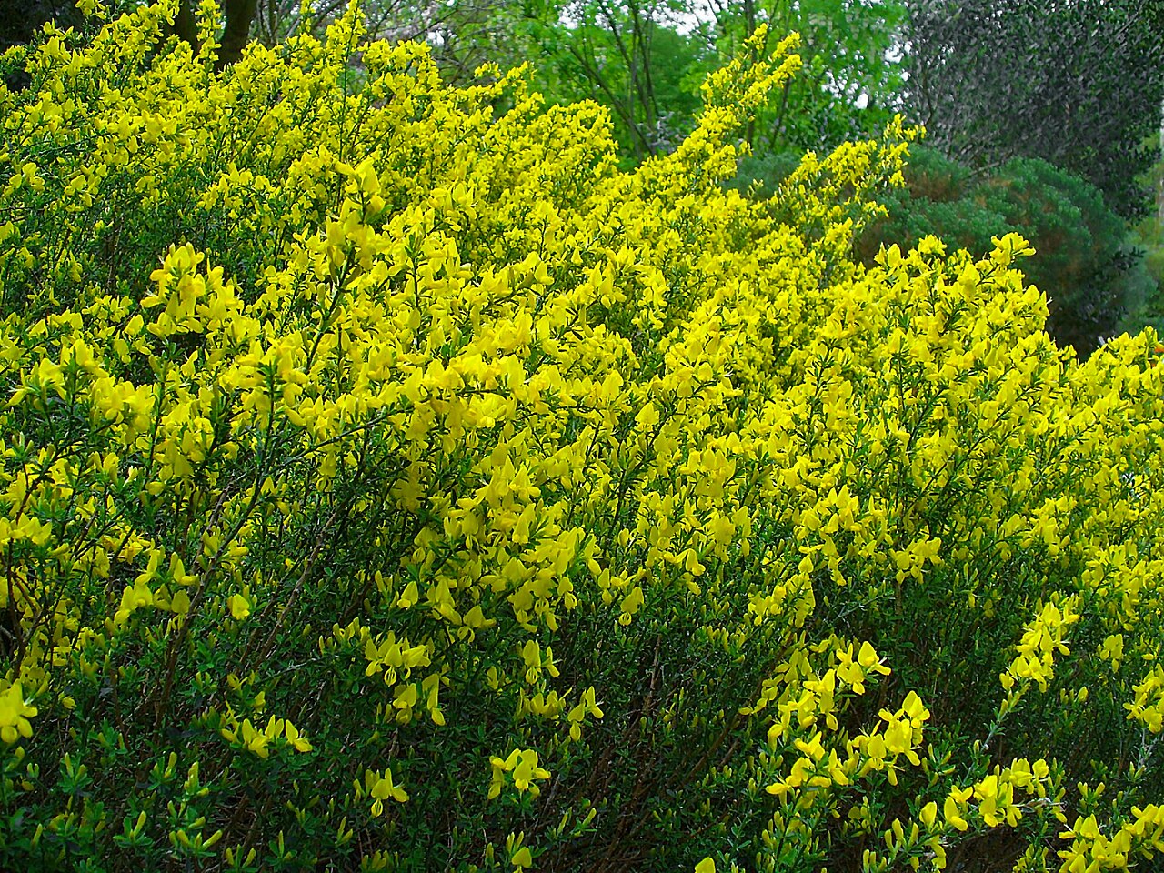 Ракитник (Cytisus) — внешний вид растения