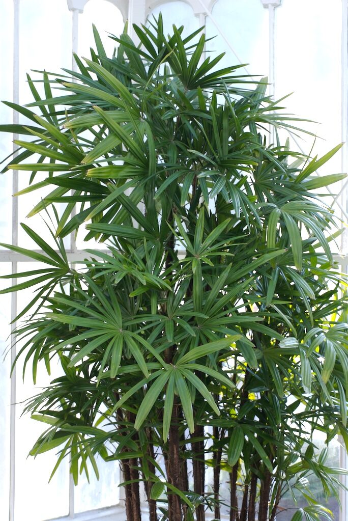 Рапис (Rhapis excelsa) — внешний вид растения