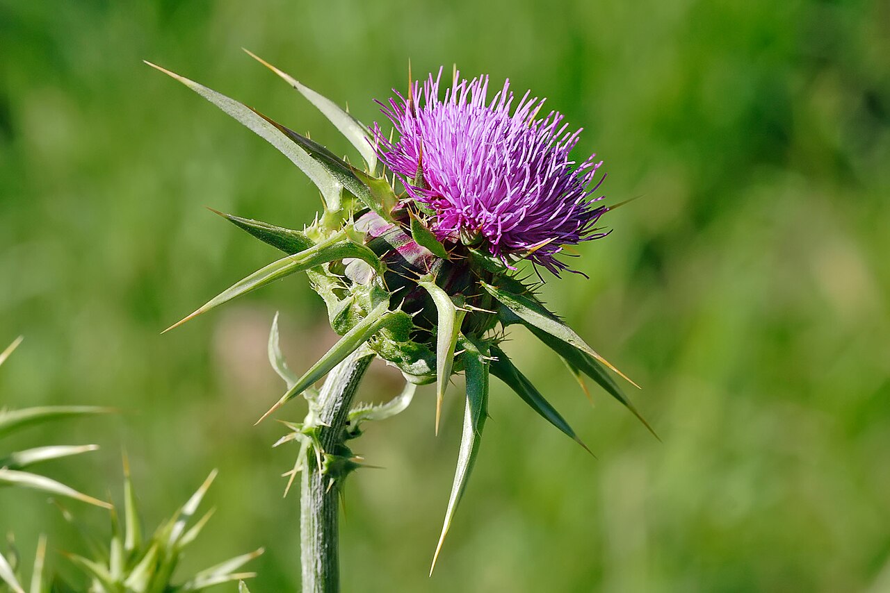 Расторопша пятнистая (Silybum marianum) — внешний вид растения