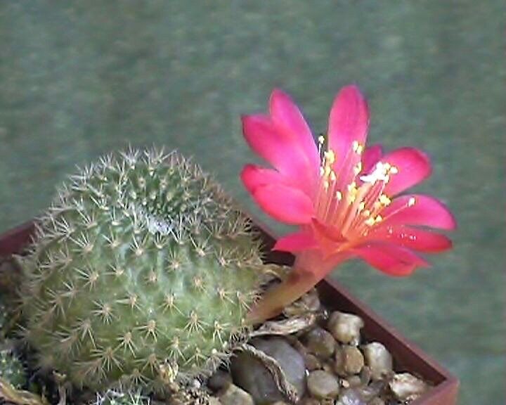 Ребуция (Rebutia) — внешний вид растения