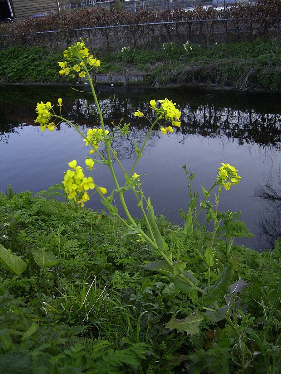 Репа (Brassica rapa) — внешний вид растения