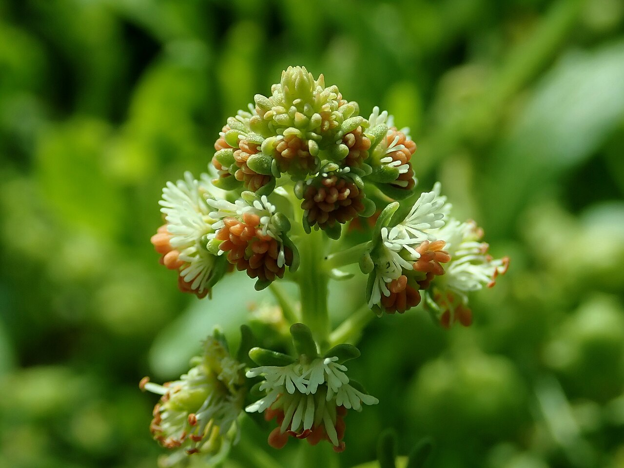 Резеда (Reseda odorata) — внешний вид растения