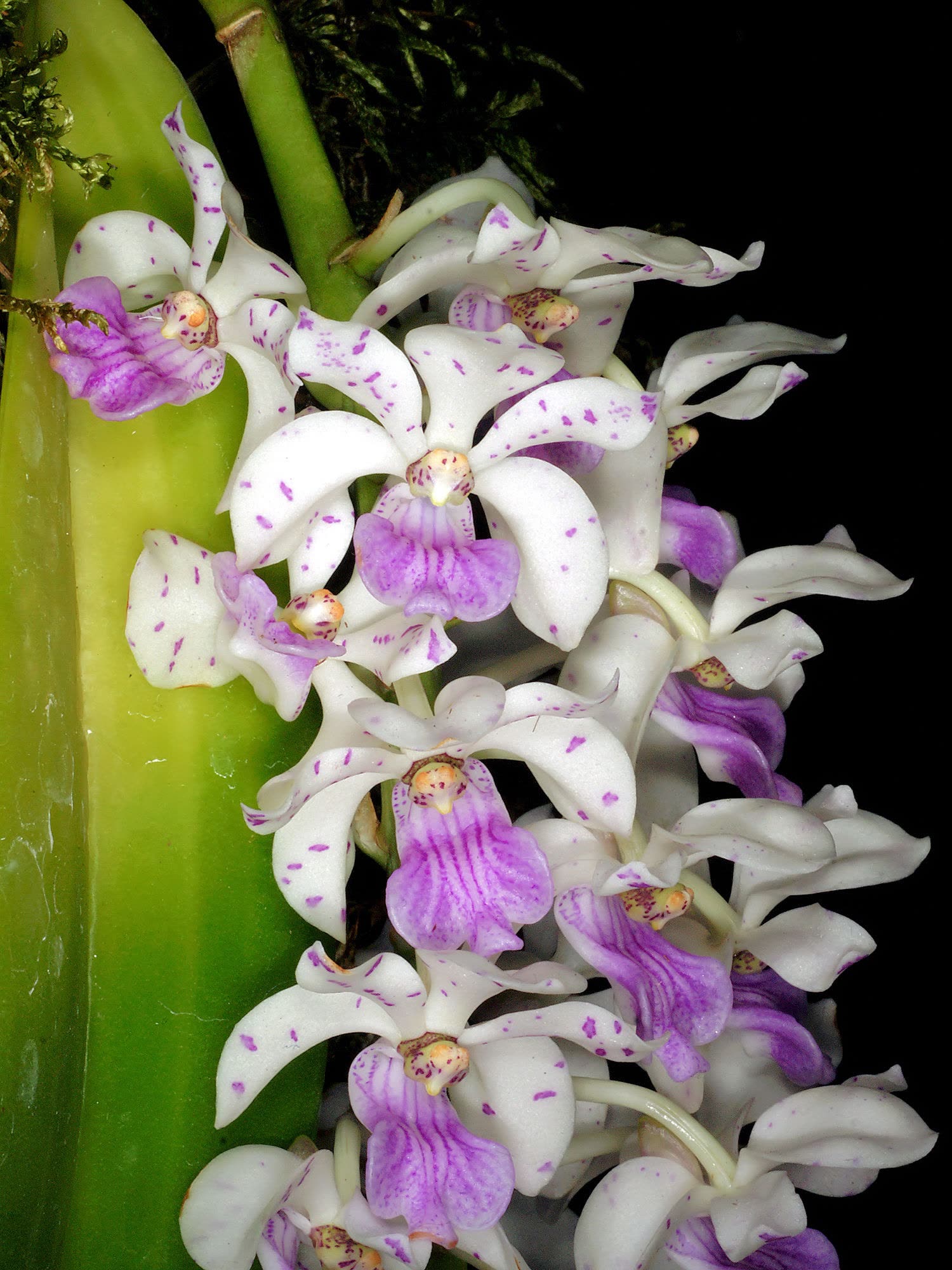 Ринхостилис гигантский (Rhynchostylis gigantea) — плотная цилиндрическая кисть цветков