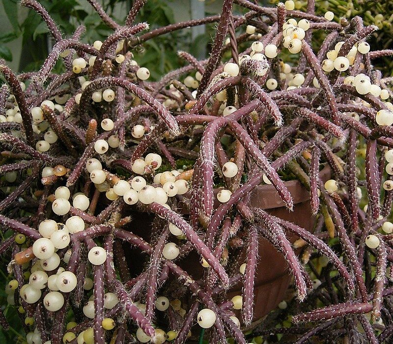 Рипсалис (Rhipsalis) — внешний вид растения