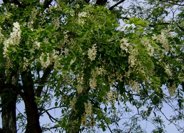 Робиния (Robinia pseudoacacia) — внешний вид растения